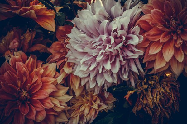 Livraison express de muguet à domicile avec entrefleuristes